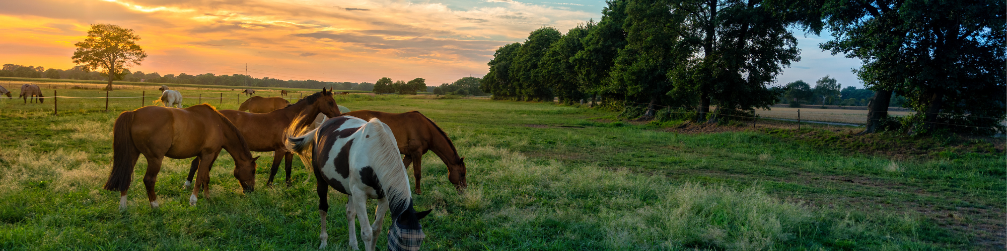 horses