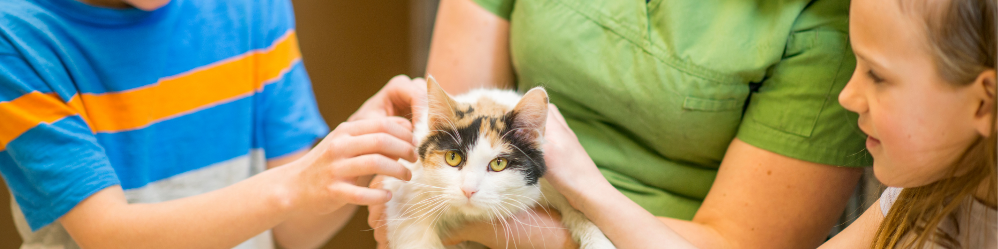 cat at medical facility 